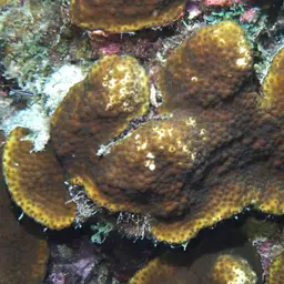 Bumpy Star Coral, photo 8