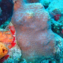 Bumpy Star Coral, photo 9