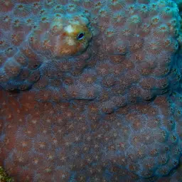 Bumpy Star Coral, photo 10