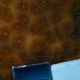 Bumpy Star Coral, photo 11