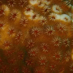 Bumpy Star Coral