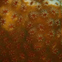 Bumpy Star Coral, photo 12