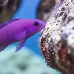 Orchid Dottyback, photo 9