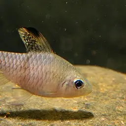 Neon Highfin Barb, photo 1