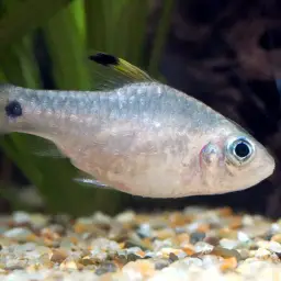 Neon Highfin Barb, photo 2