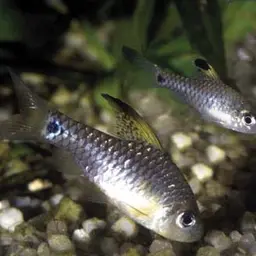 Neon Highfin Barb, photo 3