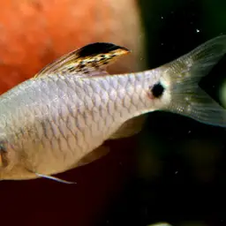 Neon Highfin Barb, photo 4