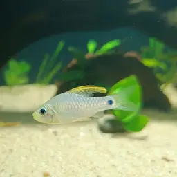 Neon Highfin Barb, photo 5