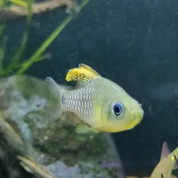 Neon Highfin Barb, photo 6