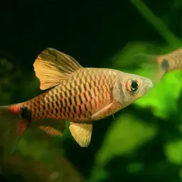 Myanmar Redfin 2, photo 1