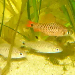 Myanmar Redfin 2, photo 2