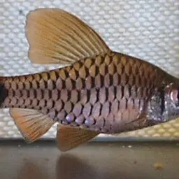 Myanmar Redfin 2, photo 3