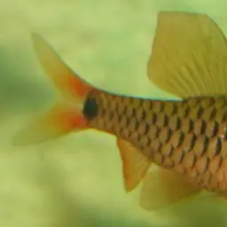 Myanmar Redfin 2, photo 4
