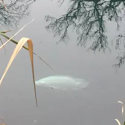 Blue Tilapia, photo 2