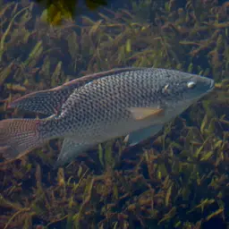 Blue Tilapia, photo 3