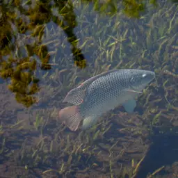 Blue Tilapia, photo 5