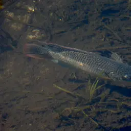 Blue Tilapia, photo 6