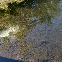 Blue Tilapia, photo 7
