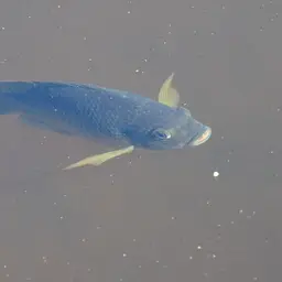 Blue Tilapia, photo 8