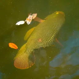 Blue Tilapia, photo 9