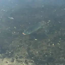 Blue Tilapia, photo 10