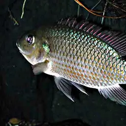 Mozambique tilapia, photo 1