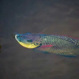 Mozambique tilapia, photo 5