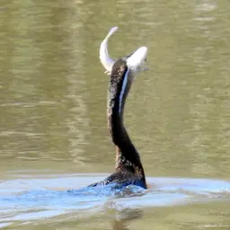 Mozambique tilapia, photo 9