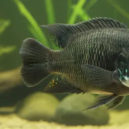 Mozambique tilapia, photo 10