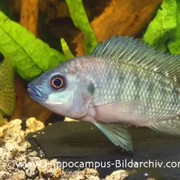 Nile Tilapia, photo 1