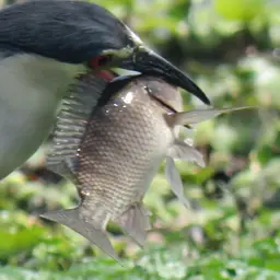 Nile Tilapia, photo 3