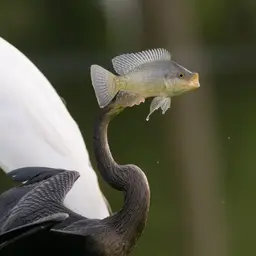 Nile Tilapia, photo 4