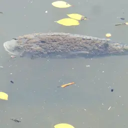 Nile Tilapia, photo 5