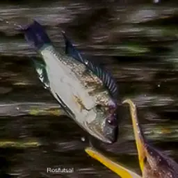 Nile Tilapia, photo 6