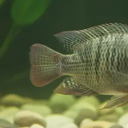 Nile Tilapia, photo 7