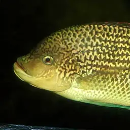 Tanganyika Tilapia, photo 1
