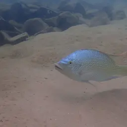 Tanganyika Tilapia, photo 2