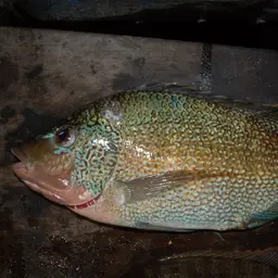 Tanganyika Tilapia, photo 3
