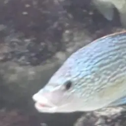 Tanganyika Tilapia, photo 4