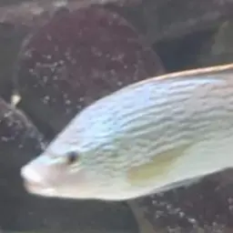 Tanganyika Tilapia, photo 5