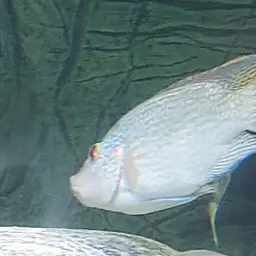 Tanganyika Tilapia, photo 6