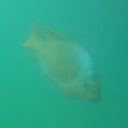 Tanganyika Tilapia, photo 7
