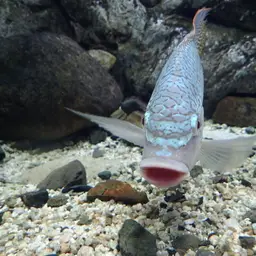 Tanganyika Tilapia, photo 8