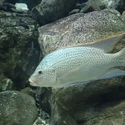Tanganyika Tilapia, photo 9