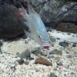 Tanganyika Tilapia, photo 10