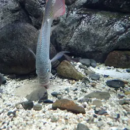 Tanganyika Tilapia, photo 11