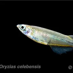 Celebes medaka