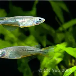Celebes medaka, photo 2