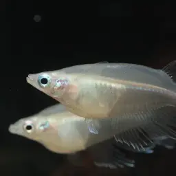 Indian Ricefish, photo 1