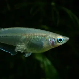 Indian Ricefish, photo 2
